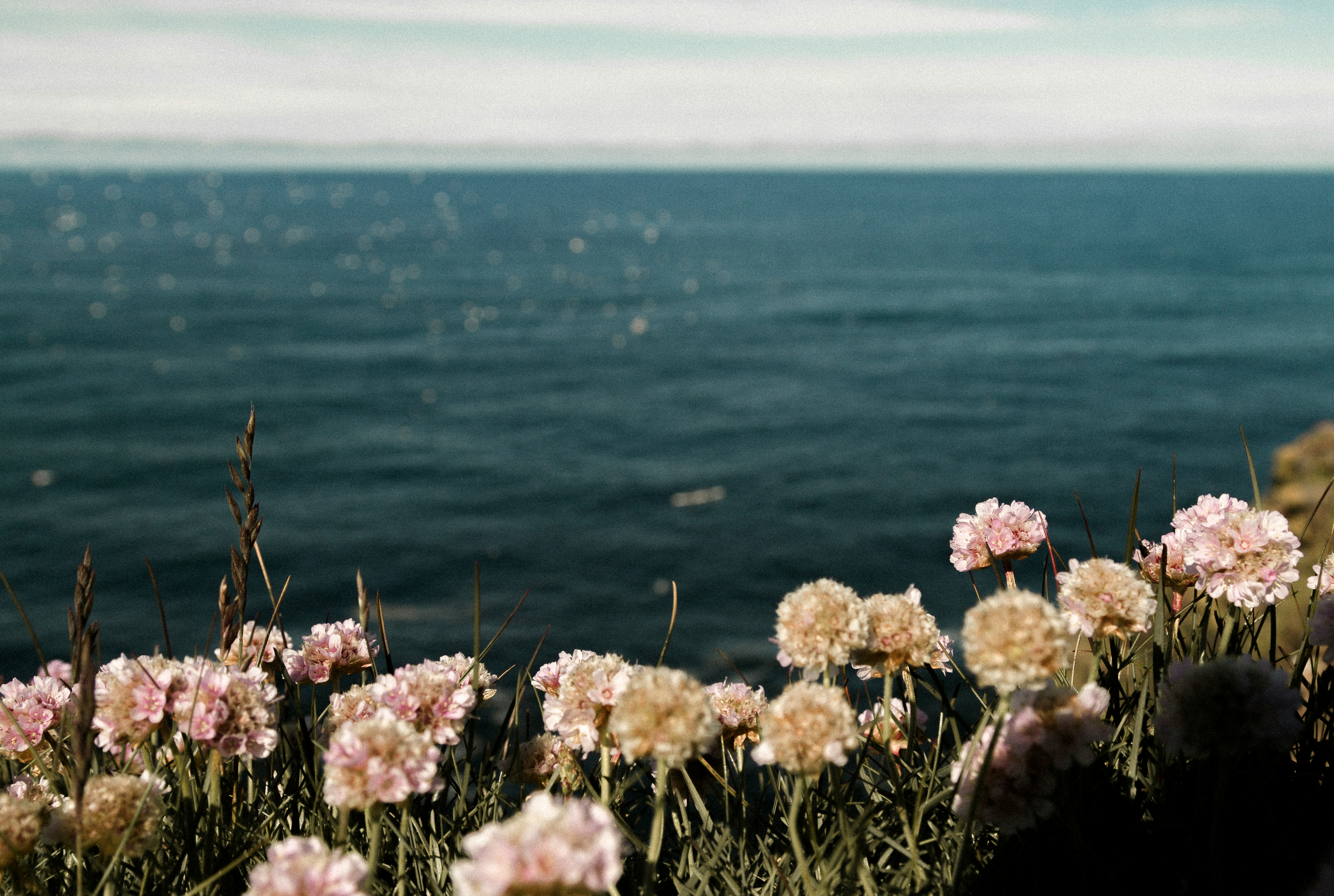 pink flowers near the ocean